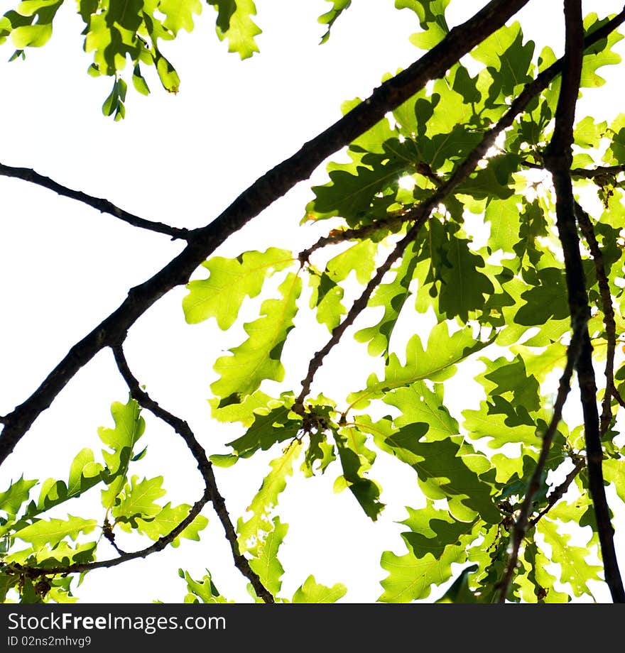 Oak branch and foliage on a white. Oak branch and foliage on a white