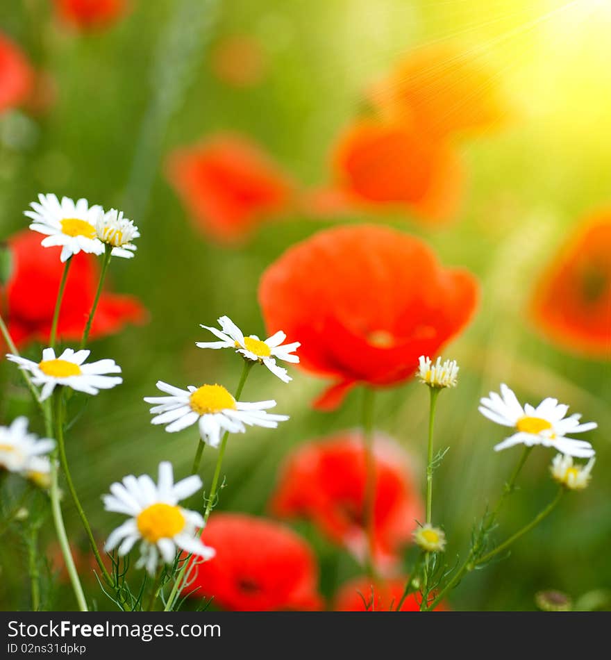 Close up photo of chamomiles and poppy flowers