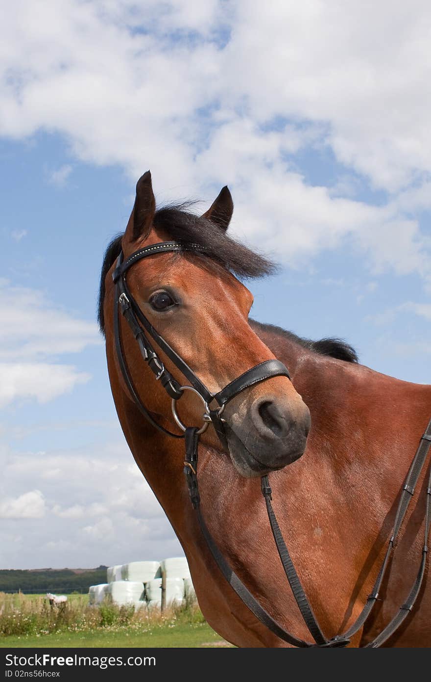 Beautifull welsh pony in the field