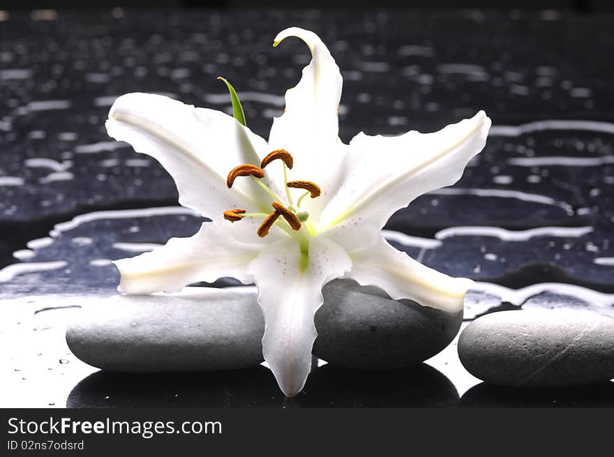 Macro madonna lily on water drops. Macro madonna lily on water drops