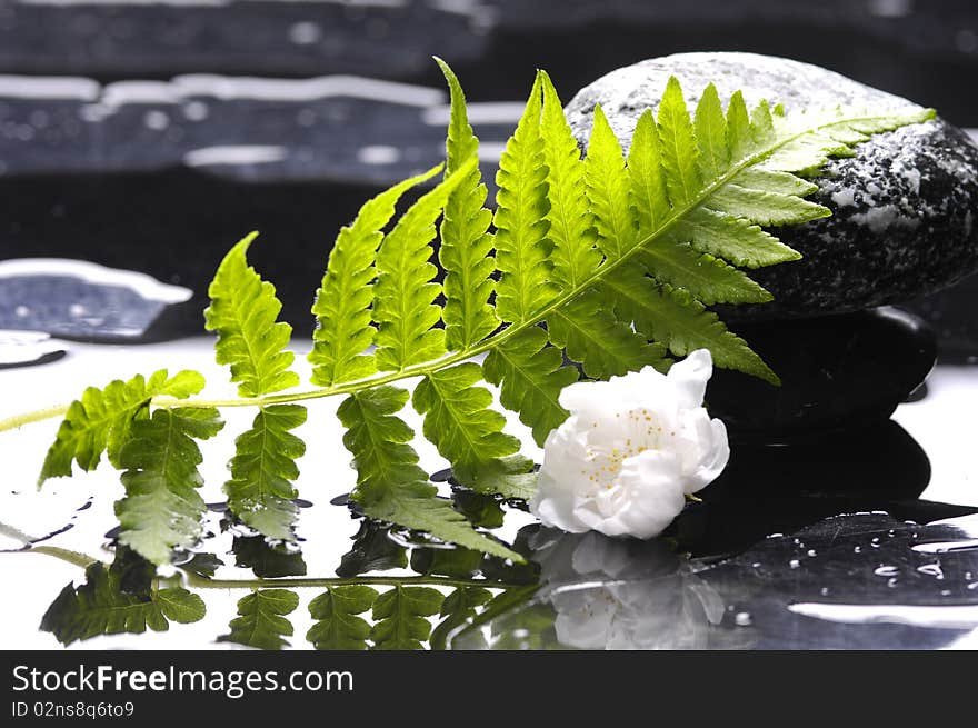 Spa still life with green leaf