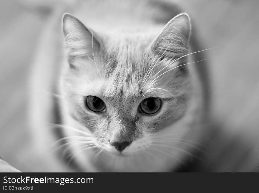 In a photo there is grayscale cat