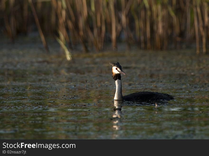 Great Crested Grebe