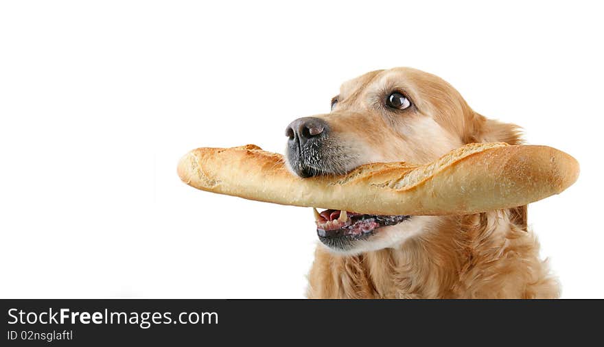 Golden retriever holding bread on white background. Golden retriever holding bread on white background