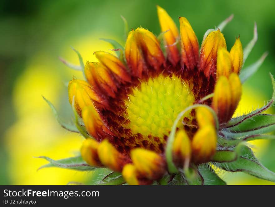 A closeup shot of a beautiful budding coneflower