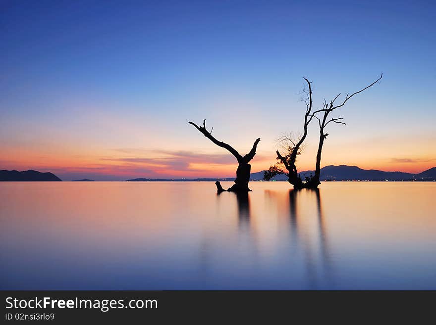 Back light water mangrove middle evening. Back light water mangrove middle evening