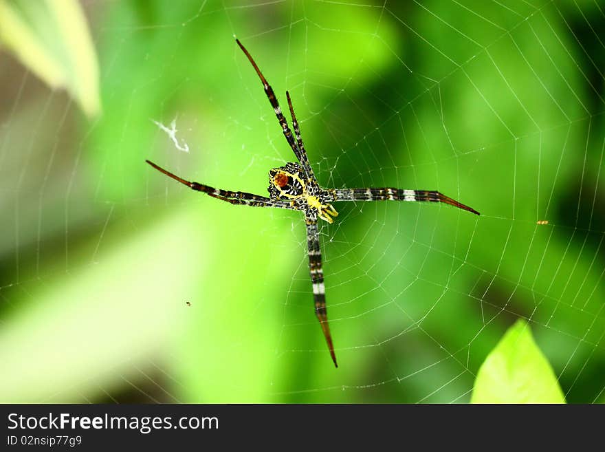 The colourful spider on the cobweb