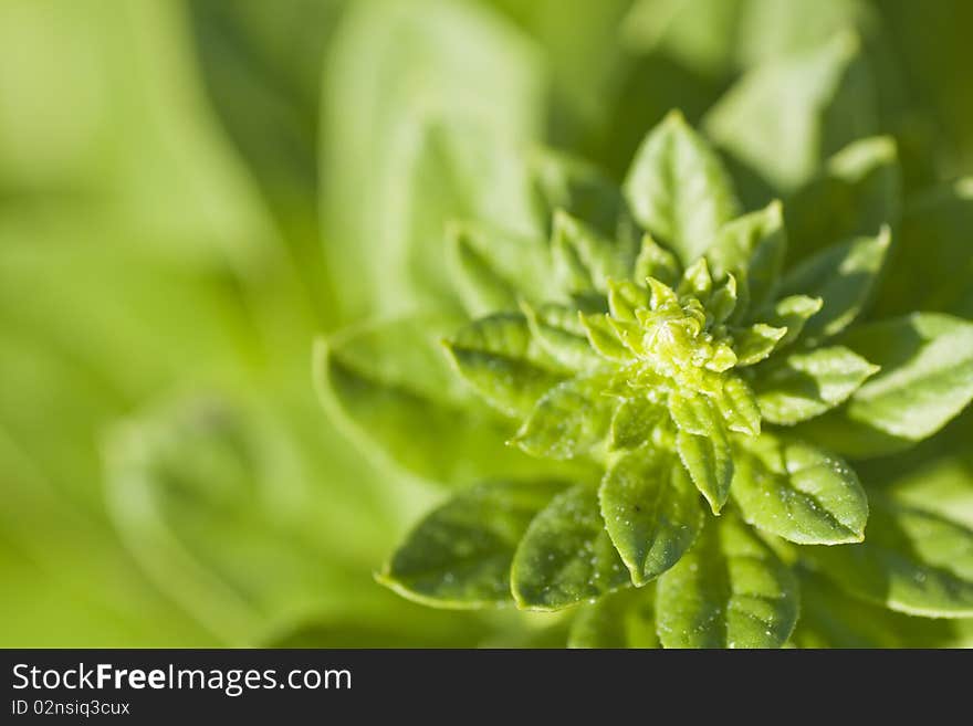 Green weed background