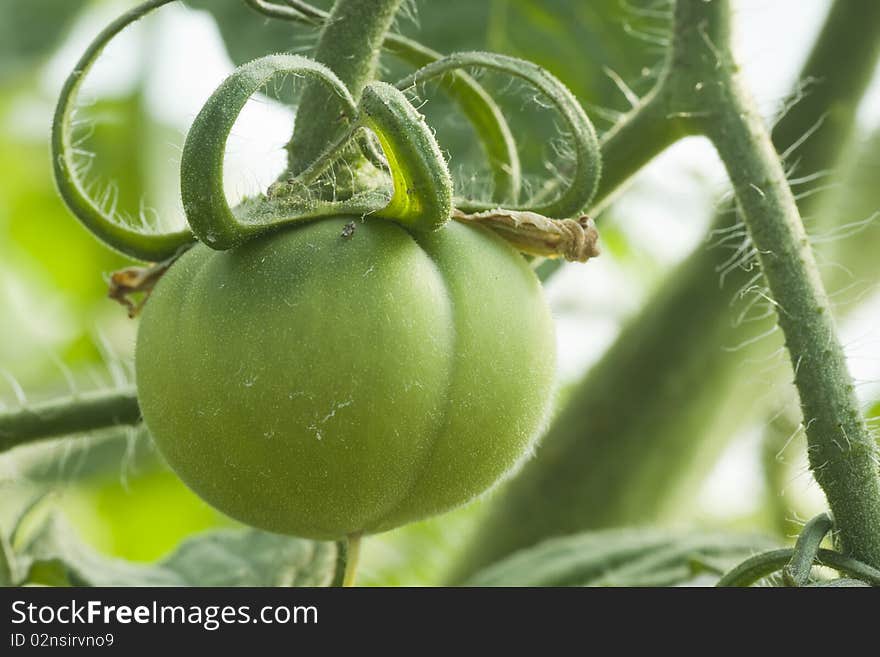 Closeup of green unripe tomato in greenhouse. Closeup of green unripe tomato in greenhouse