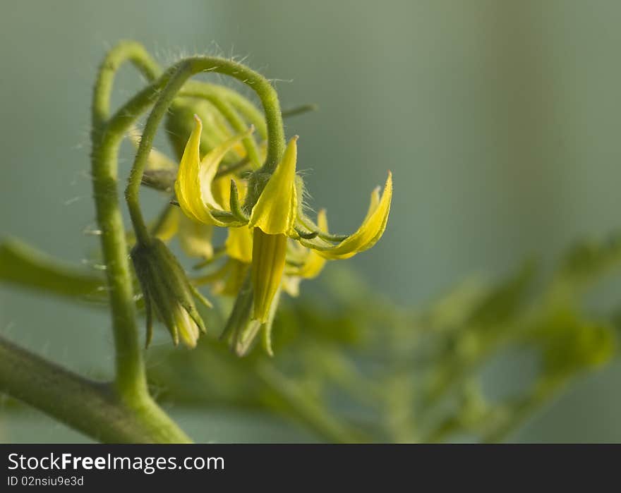 Tomato flower