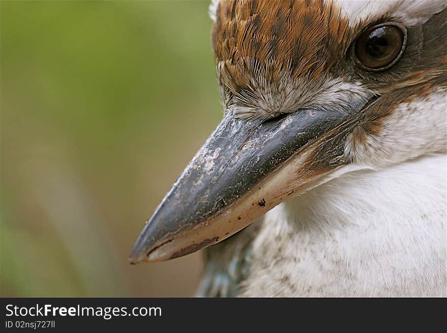 A close up photograph of a kookaburra. Beak, eye and feathers. A close up photograph of a kookaburra. Beak, eye and feathers.