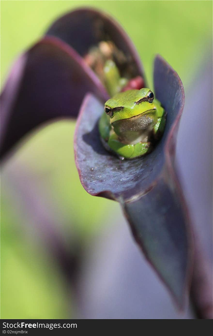 A dwarf green tree frog sits it out on a purple flower. A dwarf green tree frog sits it out on a purple flower.