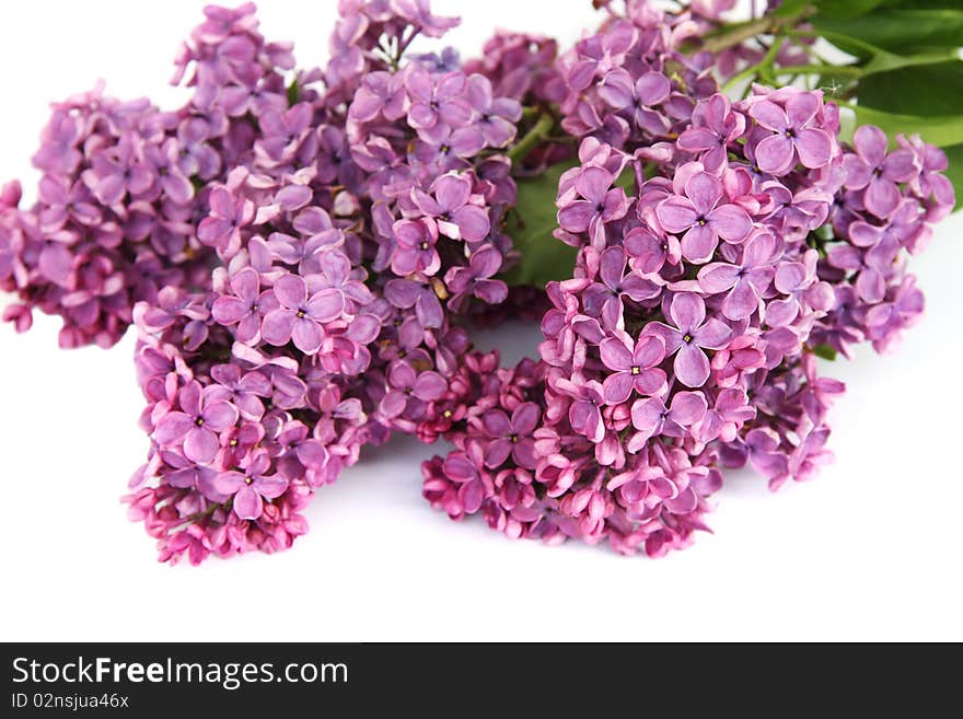 Lilac branch on a white background