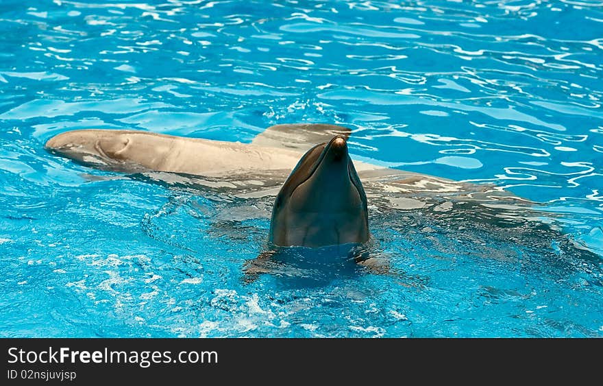 A couple of dolfins in pool. A couple of dolfins in pool