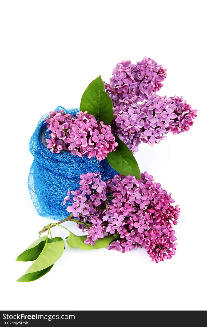 Lilac in a vase on a white background