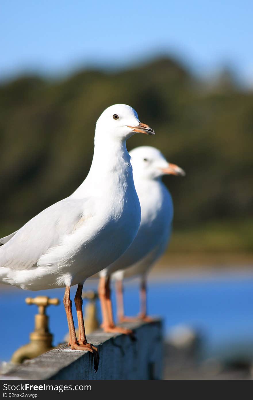 3 seagulls sit and wait by the sea side. 3 seagulls sit and wait by the sea side.