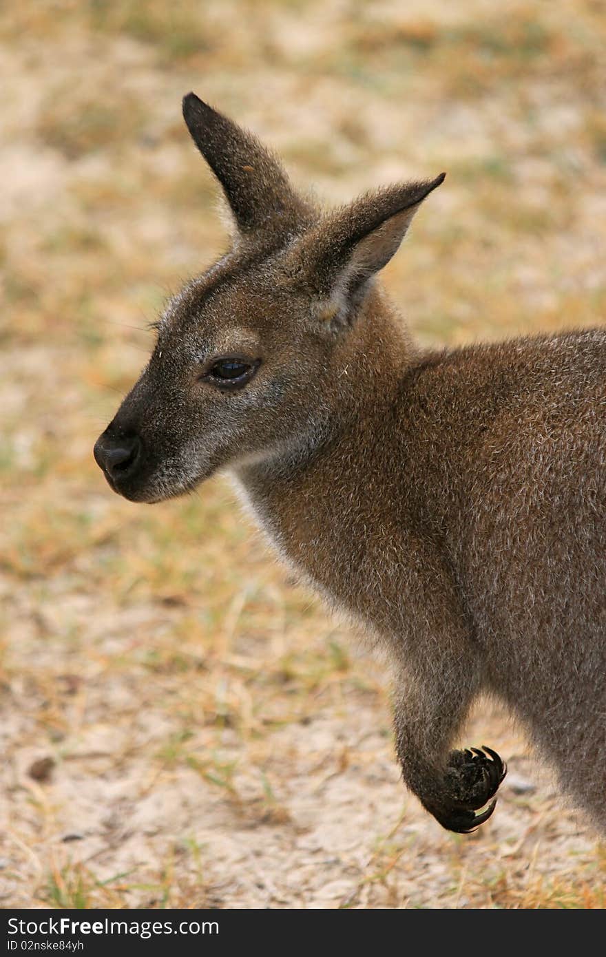 Kangaroo