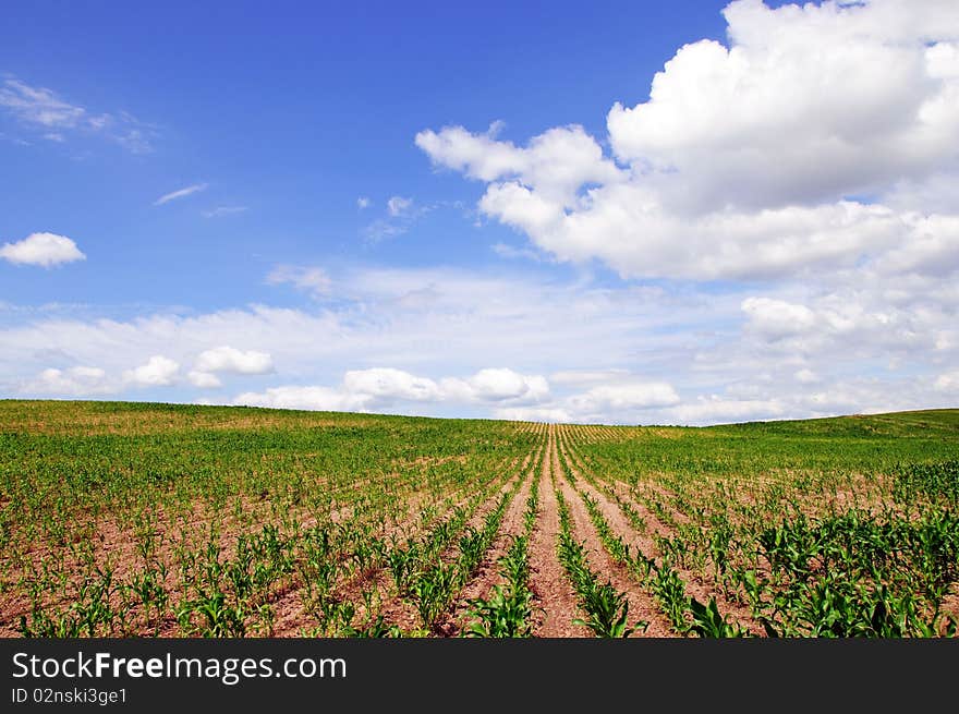 Belorussian corn field