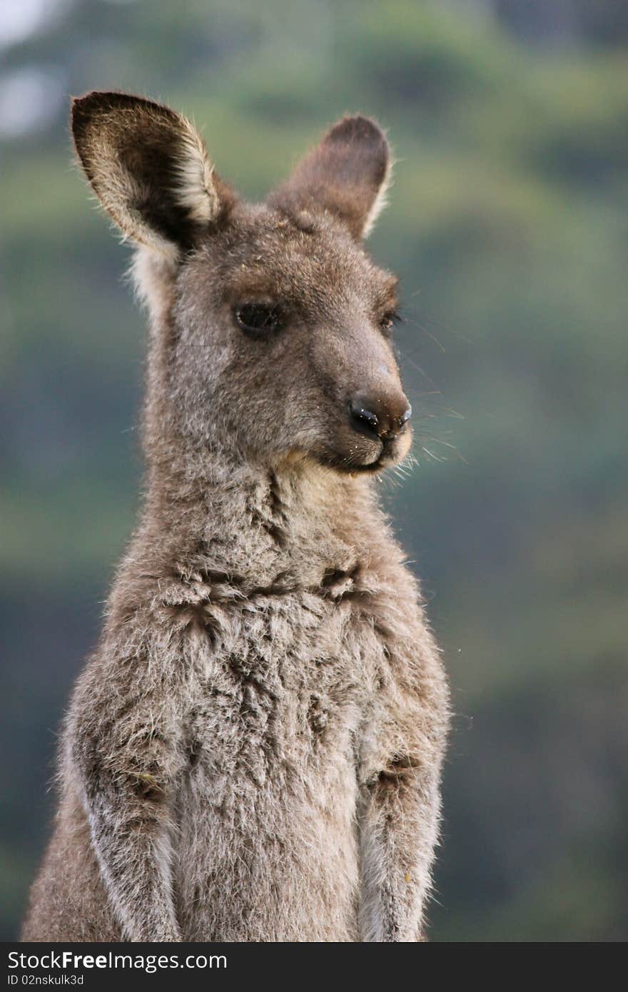 Kangaroo Concentrates