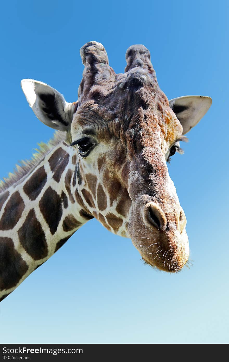 Wild giraffe portrait, Giraffa camelopardalis