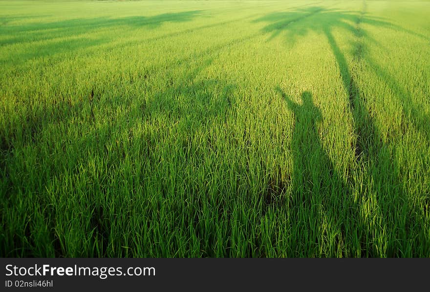 A shiny green field incident during the day ,paddy