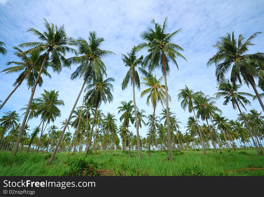 Arranged in a row, the coconut trees, green Leaves