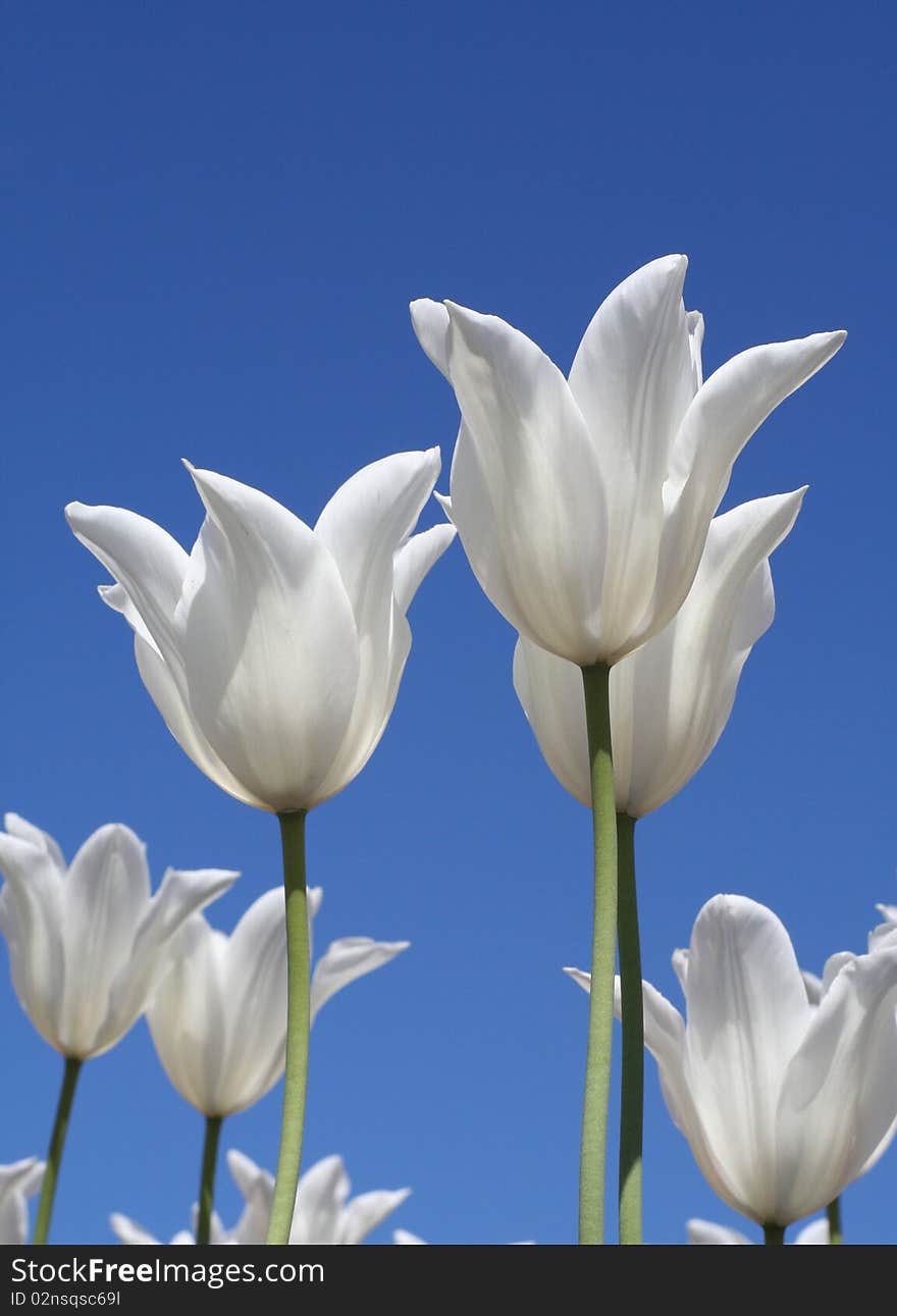 White tulips with a blue sky background