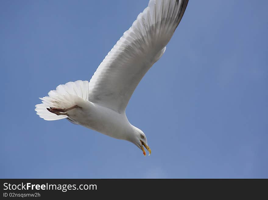 Flying gull against a clear blue sky