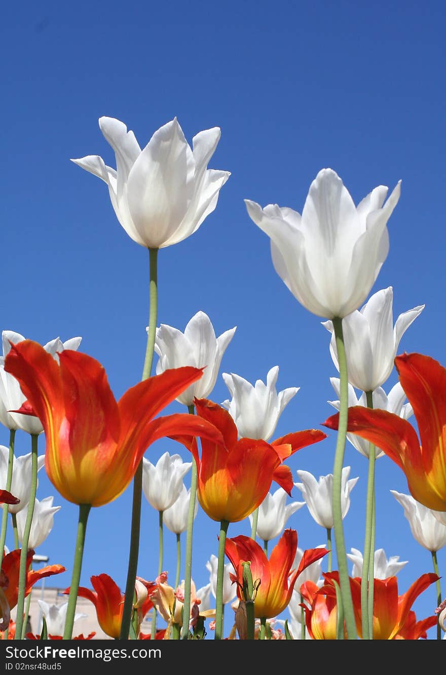 White and orange tulips with a blue sky background