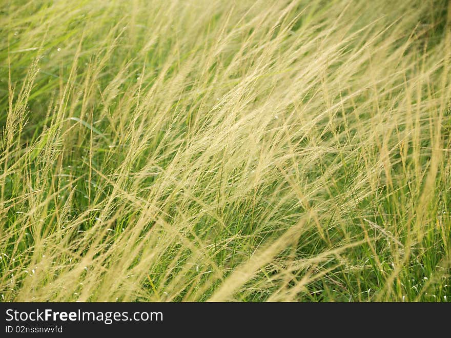 Green grass high along the wind stream moving