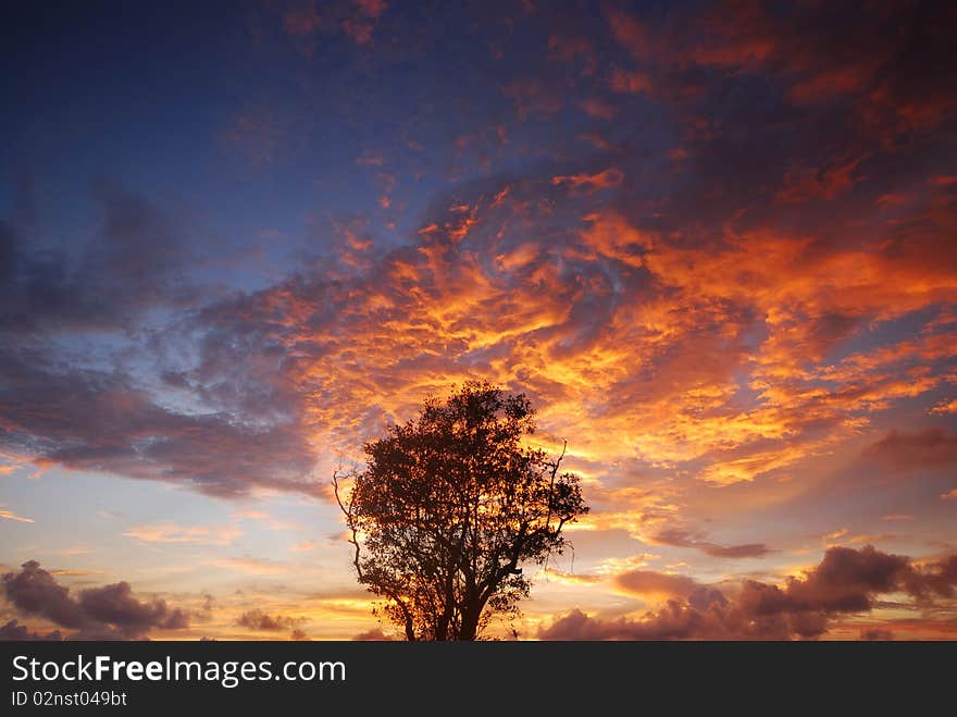 Silhouette of  trees with light in the evening