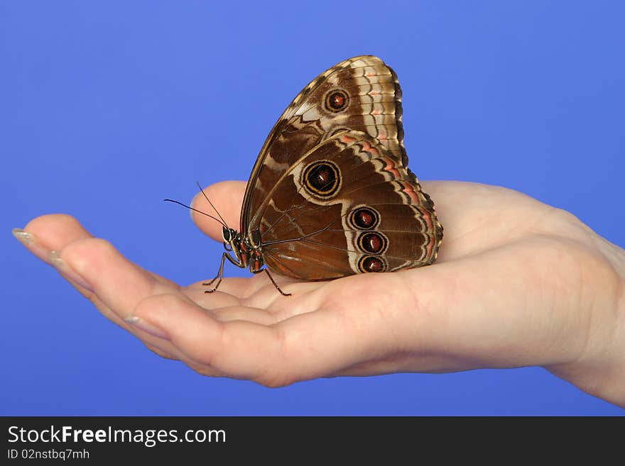 Butterfly sitting on palm, chroma key bluescreen