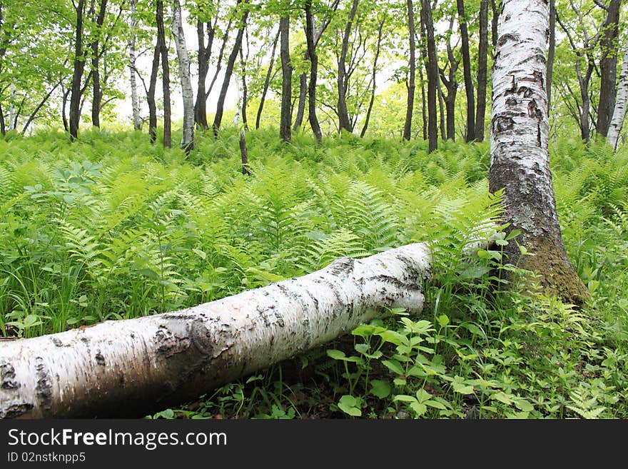 Tumbled down trunk of  birch in summer wood