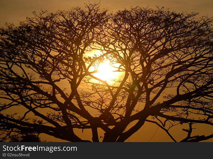 Silhouette branches of trees light gold