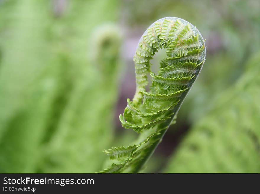 Beautiful leaf of the fern