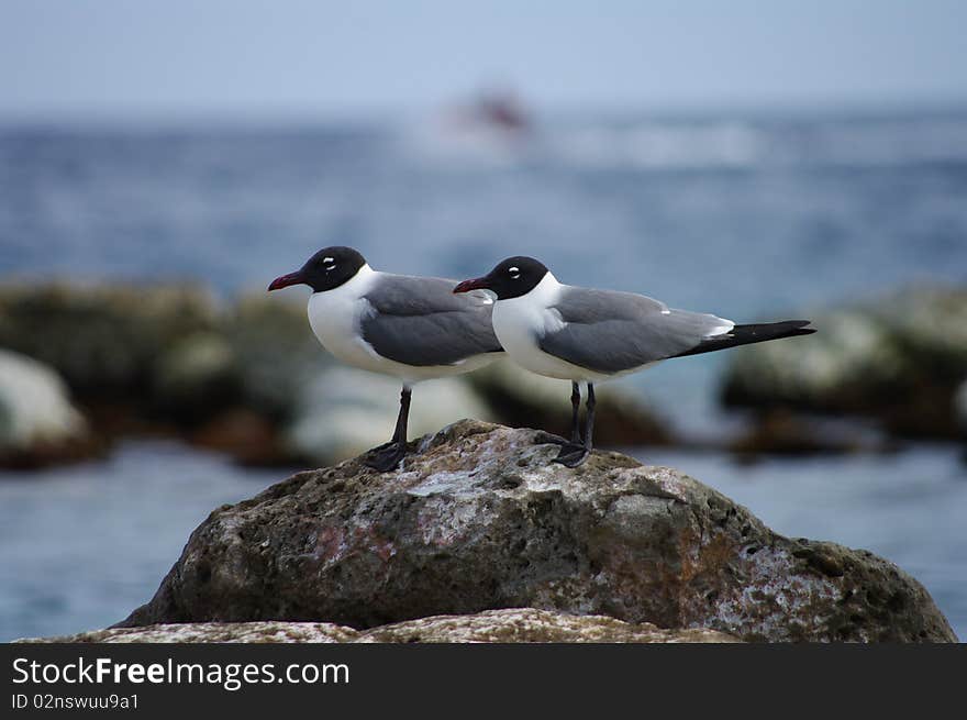 Two seagulls on a rock