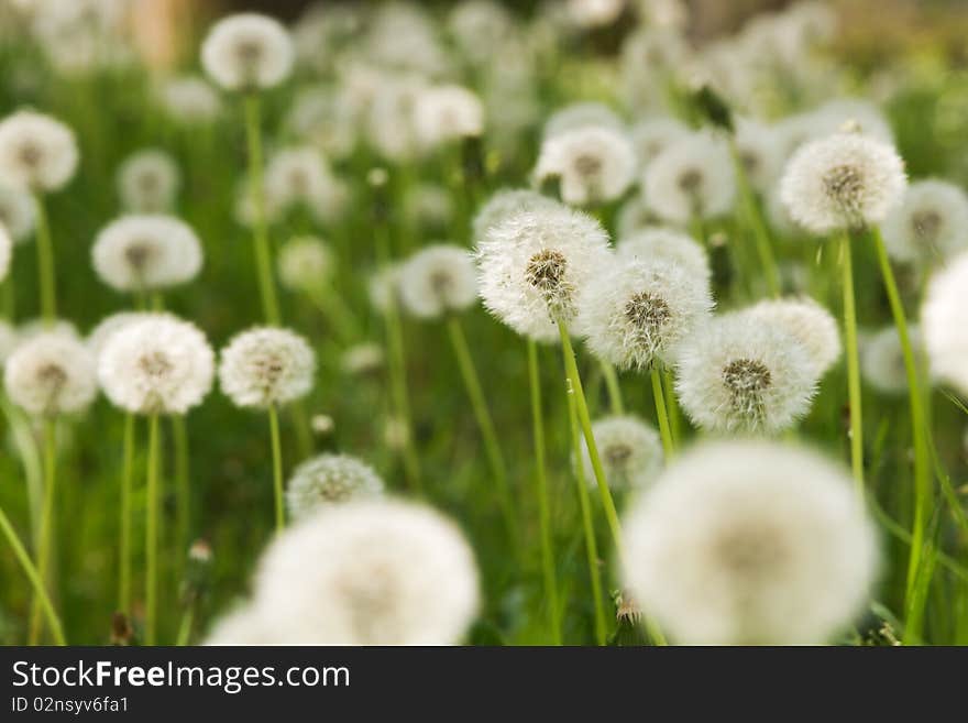 Dandelion On Green Grass Background