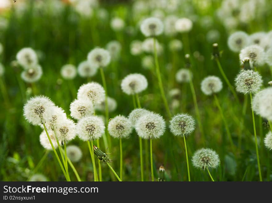 Dandelion on green grass background, macro photo