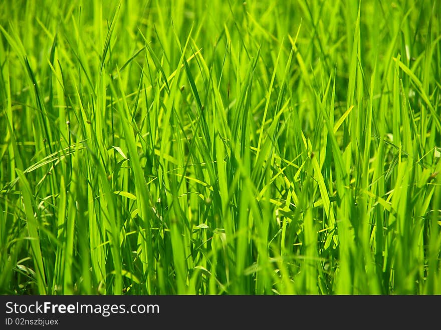 Rice grown in the green to the consumer.