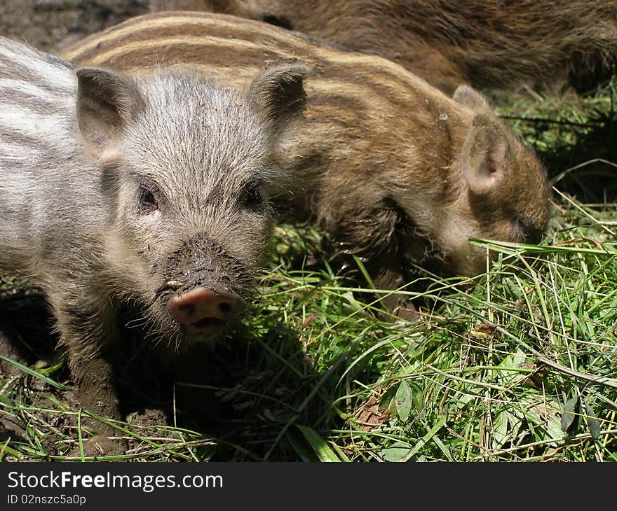 Wild Pigs.