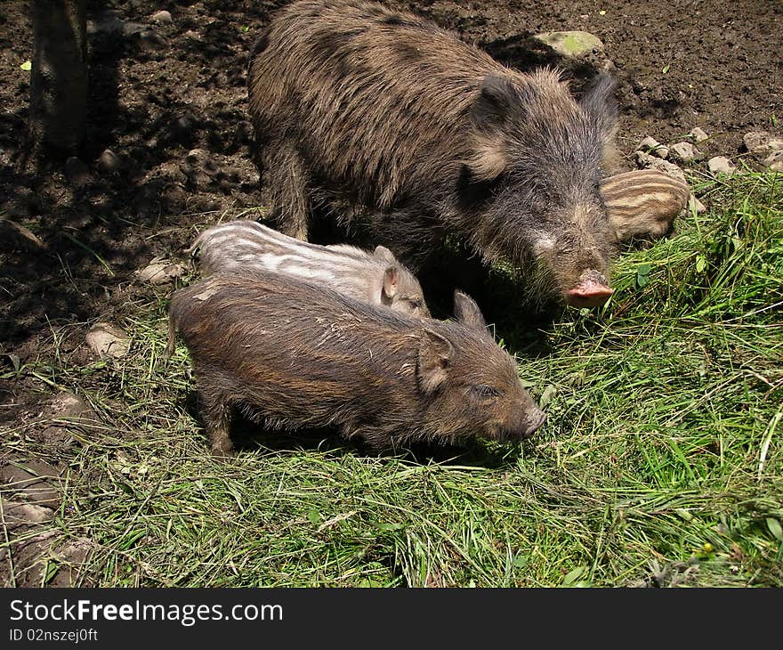 Wild Pig With Pigs