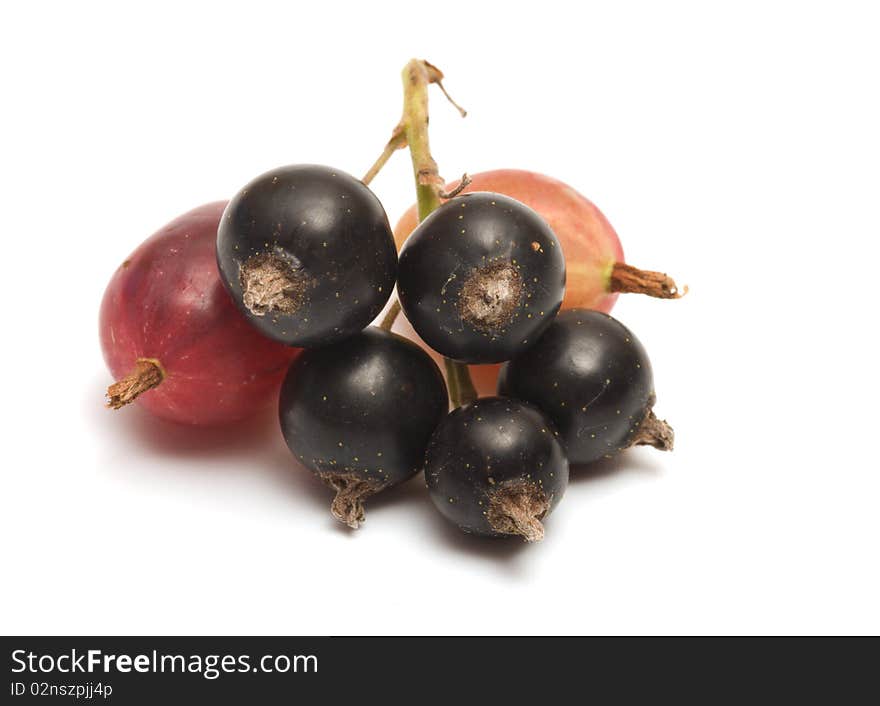 Gooseberry and black currant on a white background. Gooseberry and black currant on a white background.