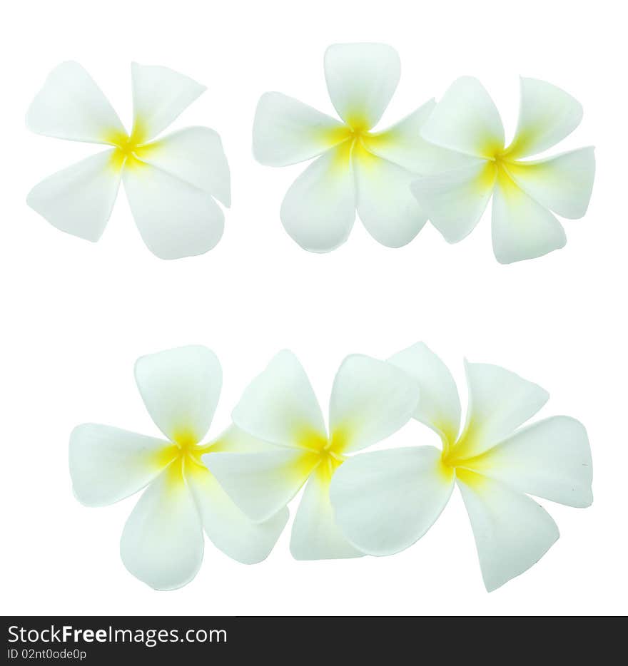 Many white flowers flower On a white background. Many white flowers flower On a white background