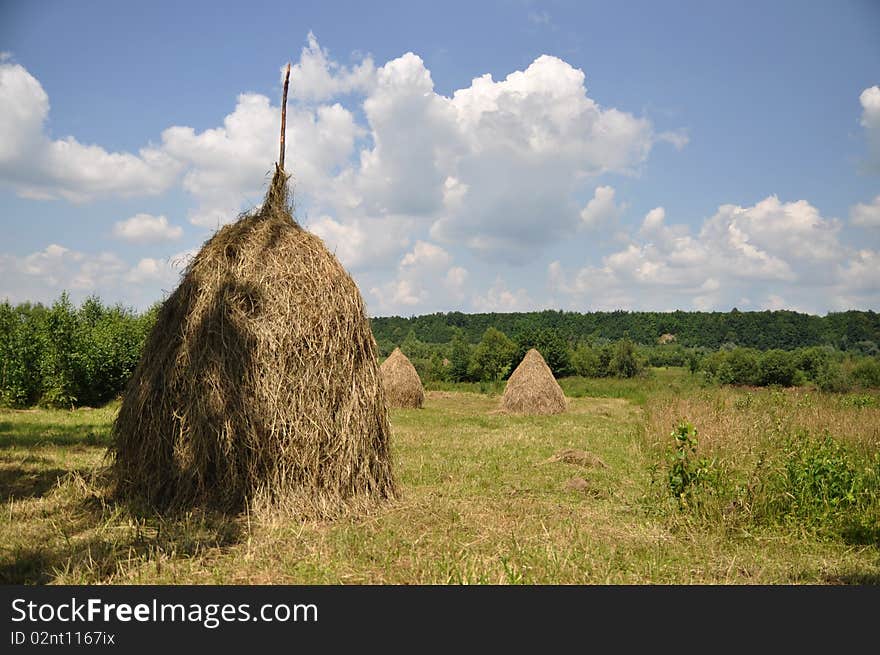 Hay in stacks.