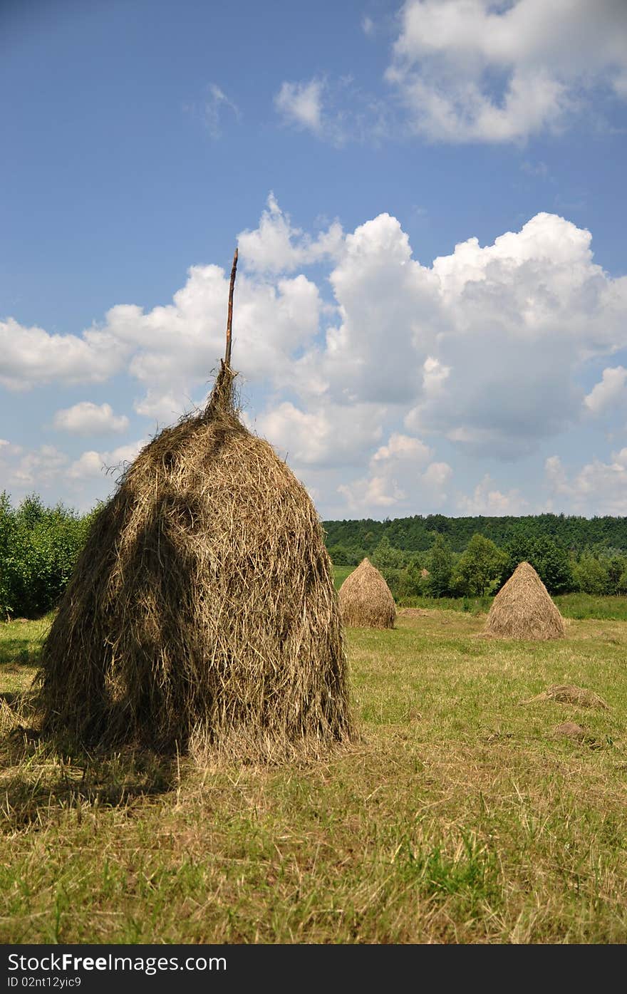 Hay in stacks.