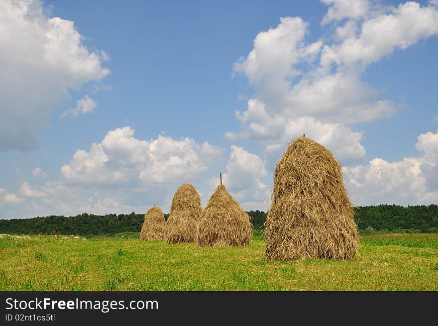 Hay in stacks.