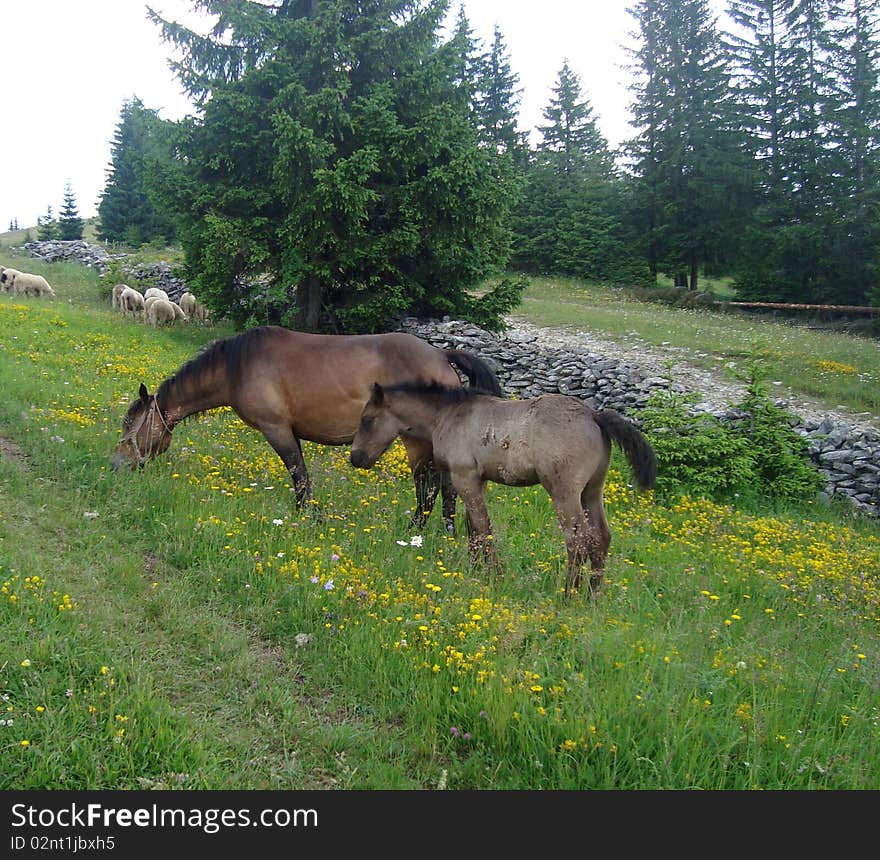 Detail of two horses in Bosnian mountains