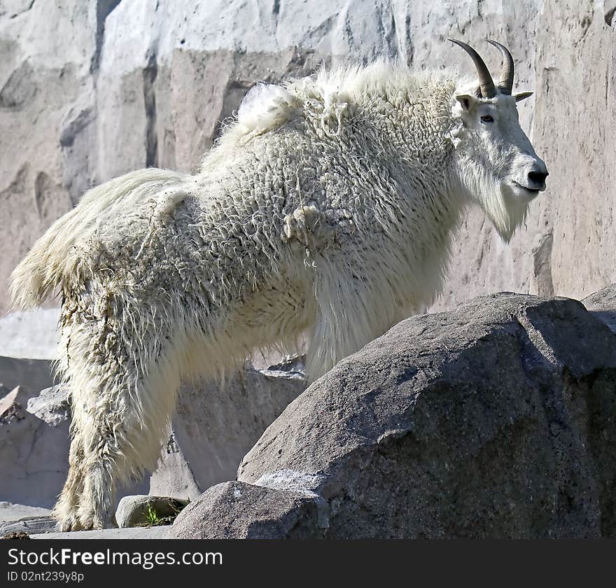 Rocky mountain goat. Latin name - Oreamnos americanus. Rocky mountain goat. Latin name - Oreamnos americanus.