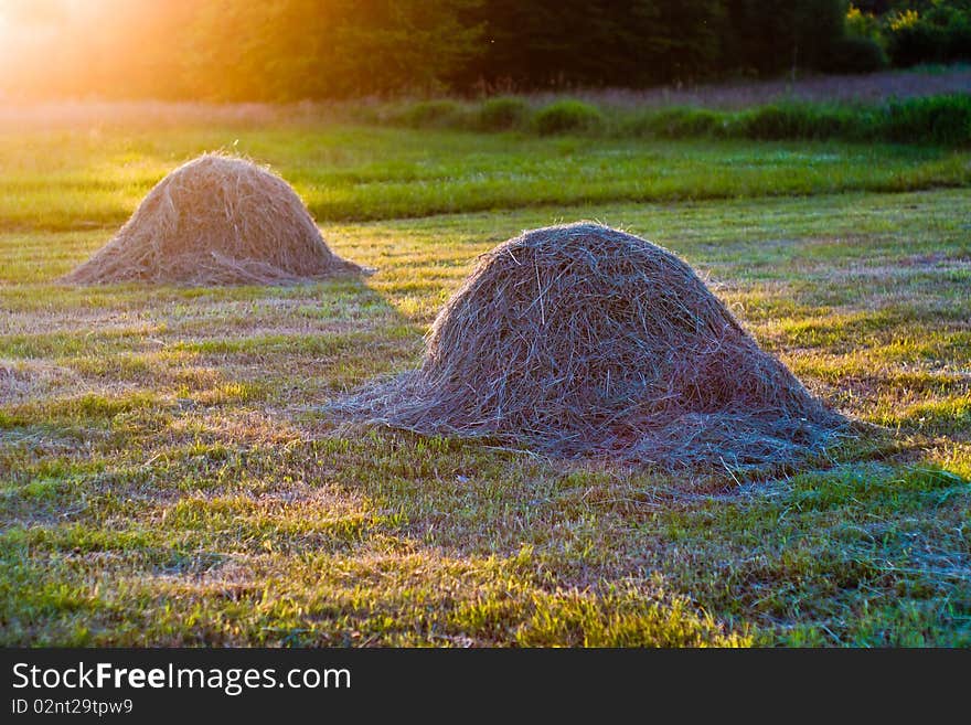 Plants for natural background,
fluffy wild plant grouped in sunny day