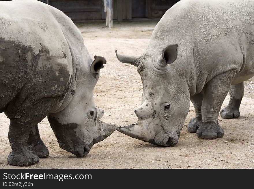 Two big myddy rhinoceros facing each other